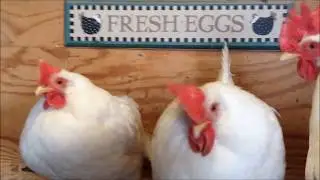 Frostbite in Chickens - identifying it, avoiding it, and treating it!