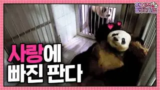 Влюблённая панда &mdash; самая прекрасная💗 | Взгляд всезнающего дедушки, 251 серия