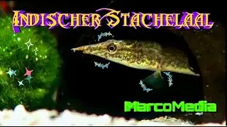 Der Indische Zwergstachelaal - Macrognathus pancalus