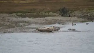 seal sands 2022