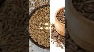 Cumins #Jeera #Spices #plantsplanet723 #nature #plantsaretreasure #forests #evergreenlands