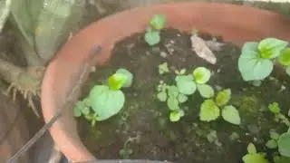 Learn leaves 🍁🍁