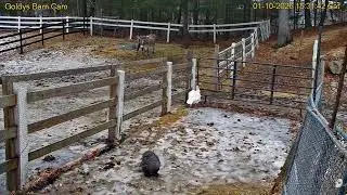 Goldy's Paddock Rescues 330pm Julie hay  TLC Woody ;Sally Chicken appear 1102026