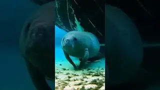 Sea ​​cow approaching camera
