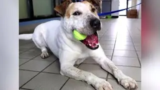 Dog in Kansas City Shelter for Five Years Will Soon be Star of Billboard Dedicated to Finding Him Fo