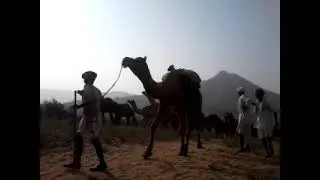 pushkar  s safari pushkar Ajmer camle  safaris jeep safari. with Tare