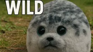 Seal in the Wild &ndash; First Time in Nature!
