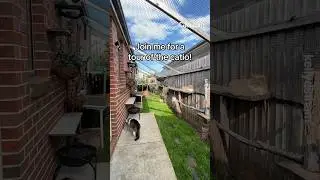 Этот DIY Catio действительно впечатляет! 👏 #Шорты #catvideos #catio