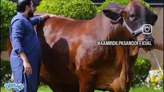 Maharani biggest bachri of Pakistan dilpasand cattle farm 2k25