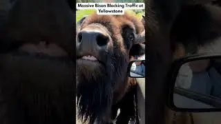Massive Bison Herd Blocks Traffic in Yellowstone &mdash; Incredible Wildlife Moment!