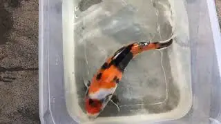 Update on koi with mouth ulcer