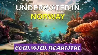 Snorkeling in the Cold Waters of Norway | Hidden Beauty Beneath the Ice #snorkeling #norway #travel
