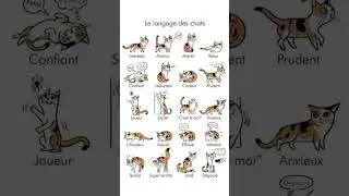 Quels sont les Secrets du COMPORTEMENT du Chat Domestique?
