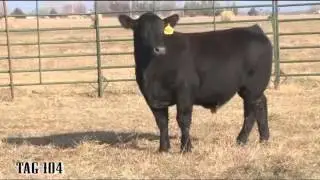2015 Quirks Bull Sale Tag 104