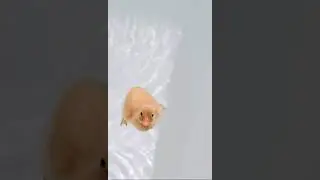 duck bathing in a bath #animals #cute #baby #duck #cutevideostatus