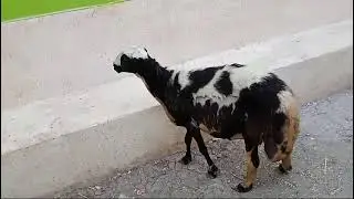 عرض اليوم نعجة عشر اربع شهور السن كسر سته برديسى حر تبع المعلم هاني ارحومه السعر 16200الف