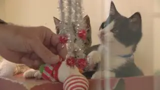 PAWS Chicago holds holiday Adopt-a-Thon event