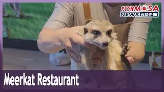 Meerkat restaurant in Keelung gives humans and pets a chance to dine together
