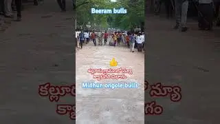 #beeram bulls update video#annimals letast video#youtube short video#subscribe  my channel