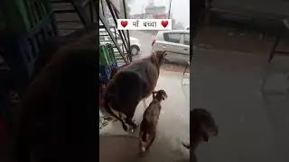 help animals ❤️🙏#reels #status #animals #love #help #feed #dog #cow #mother #musicsong #automobile