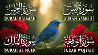 Beautiful Surah Yaseen (Yasin) | Surah Rahman | Surah Waqiah | Surah Mulk |All Recitation