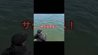 #サクラマス #サクラマス釣り #トラウト #トラウトフィッシング #釣り #渓流 #渓流好き #fishing #渓流ルアー #本流釣り #米代川 #桜鱒#さくらます#渓流餌釣り #スプーニング