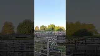 Beaulieu Road Pony Sale Yard #pony #horse #NewForest #UKNature #ForestAndCoast360