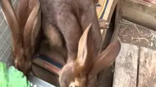 Three Belgian Hare brothers