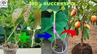 Super simple and effective grafting technique for mango plants |unique grafting technical for Mango|
