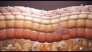 Barriera Epidermica: la tua prima difesa