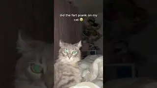 Girl pranks her pet cat with long fart audio