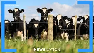 High production costs impacting farmers | Morning in America