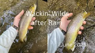 Summer Euro Nymphing a Small Pennsylvania Stream for Wild Brown Trout (Nymphs & Streamers) (2025)