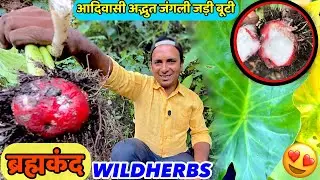 Adivasi Bramhkand Aur Jungle Ki Jadi Butiyan 🌿|| Tribal Ayurveda & Wild Herbs Discovery😃||