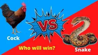 Cock VS Snake fight. The Chicken almighty. Who will win?