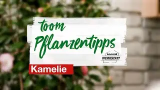 toom Pflanzentipps: Kamelien | toom Baumarkt
