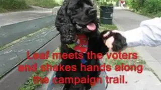 This Dog for President -- Funny Dog Shaking Hands and More