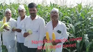 Namdhari seeds sweet corn 🌽🌽 Sweet bite/. Super sweet 