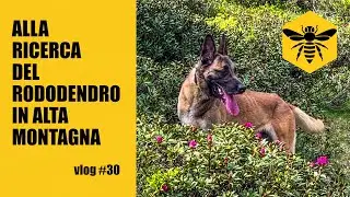 vlog #30 Alla ricerca del RODODENDRO in alta montagna