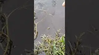 Add the fish paste # fishing in the lake # Grass for fishing fish walk # fish with beautiful Scenery