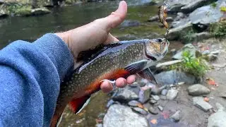 Fast Action Fall Trout Morning - North Carolina Delayed Harvest