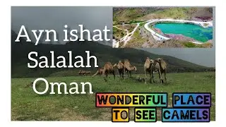 Ayn isaht /Ayn ishat salalah oman/ wonderful place to see camels/ Ayn ishat salalah.