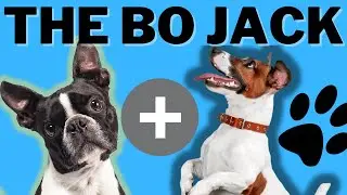 The Bo Jack Dog (Jack Russell Terrier and Boston Terrier)