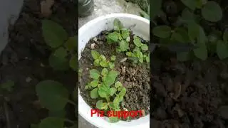 Salvias plant grow from seed/ How to grow salvia plant # shorts