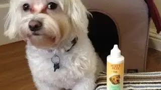 Dog Product Review: Burt's Bees Tear Stain Remover