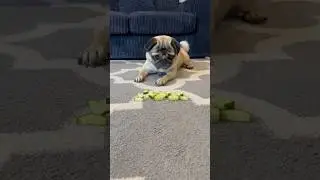 Здоровый мопс 🥒 Челлендж с огурцом для собак #шорты