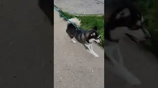 Pomsky Dog Runs With A Girl