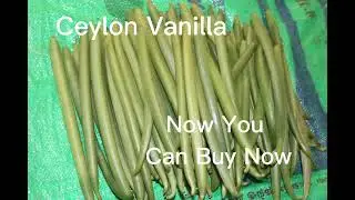 Ceylon Vanilla For World