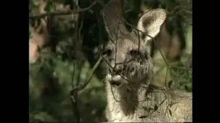Кенгуру восточный серый - Macropus giganteus - Кенгуру велетенський - Еastern grey kangaroo