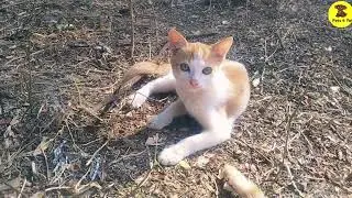 Most Bueatiful white Cat.😴,#pets  Funny Activities,kitten meow #meow,cat #puppypuppy 👉 Pets 4 You 👈